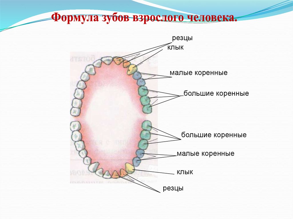 Зубы взрослого человека