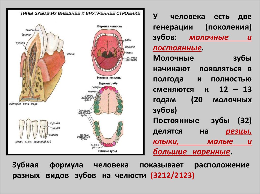 Сколько резцов