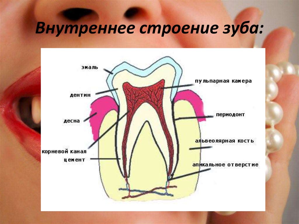 Строение молочного зуба у детей. Внутреннее строение зуба. Строение эмали зуба. Строение зуба эмаль дентин.