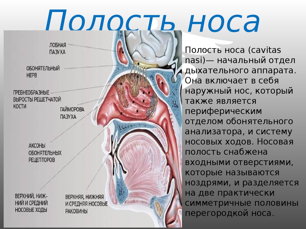 Носовая полость строение. Полость носа. Носовая полость человека. Строение носовой полости человека. Дыхательная система нос.