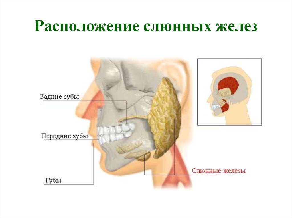 Где находятся слюнные железы у человека схема расположения у женщин