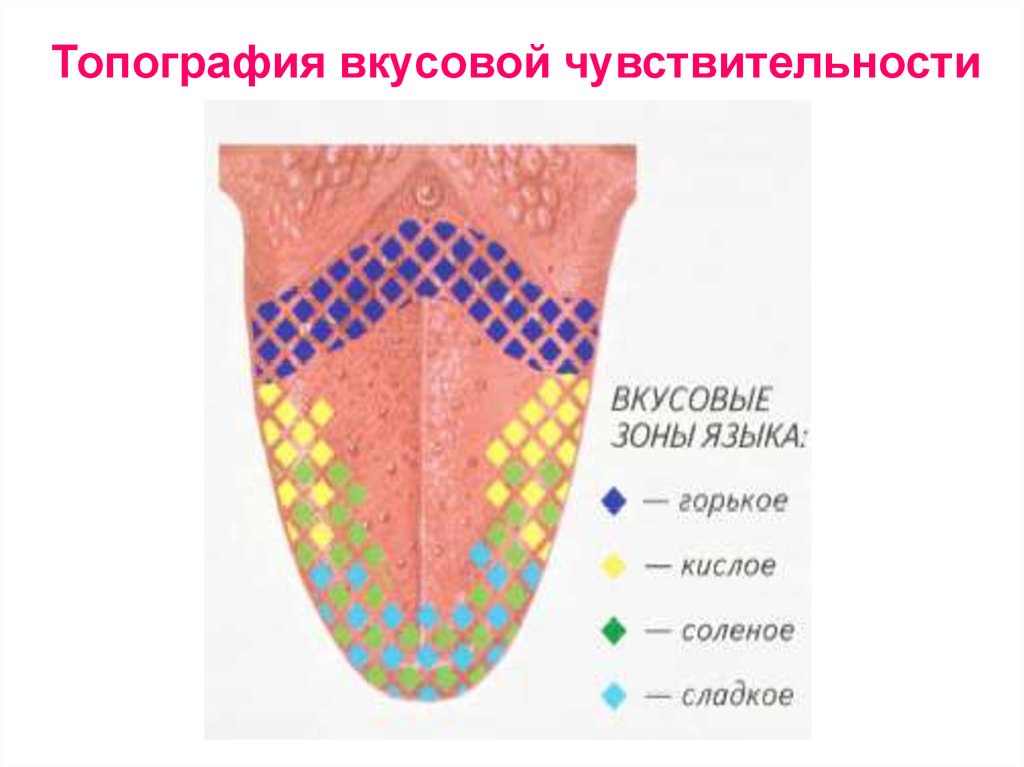 Схему полей вкусовой чувствительности языка