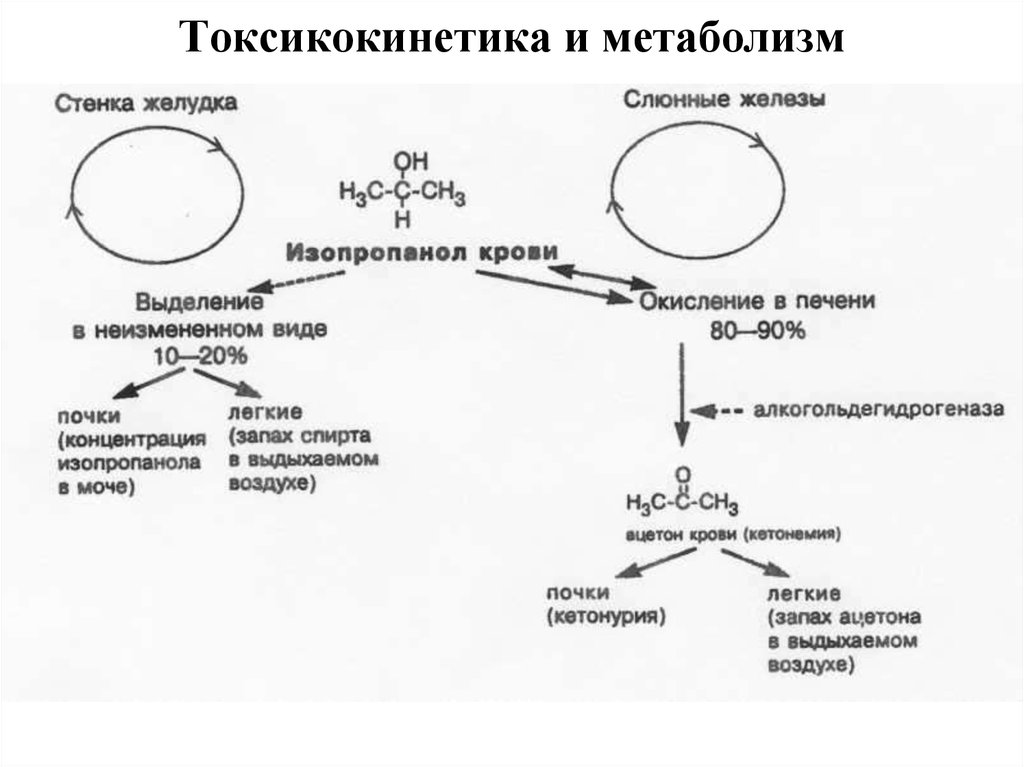 Запах ацетона в выдыхаемом воздухе появляется