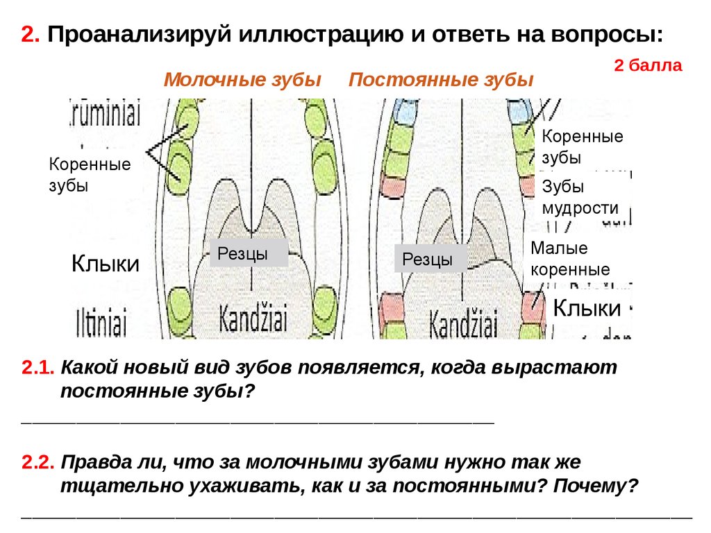 Сколько растет зуб. Зубы правды. Зачем нужны резцы зубы. Как ухаживать за зубами мудрости. Размеры молочного зуба и постоянного.