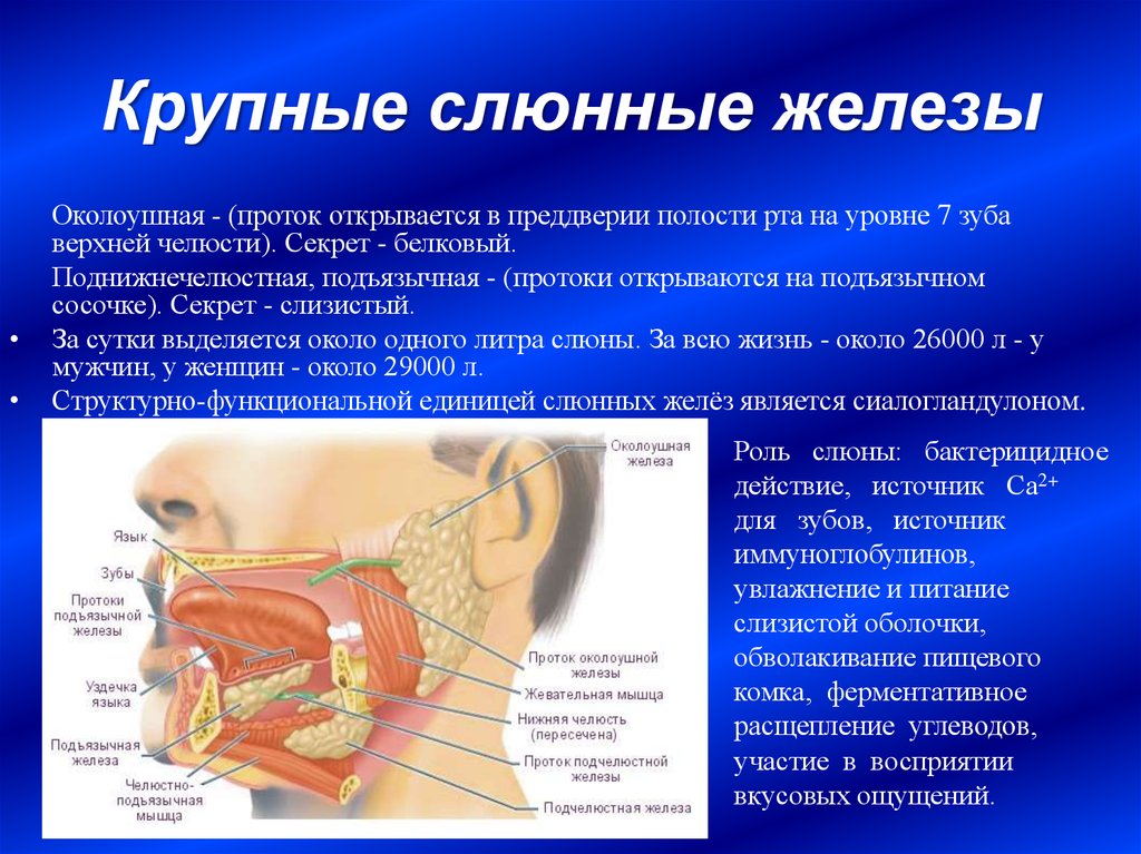 Расположение слюнных желез у человека схема