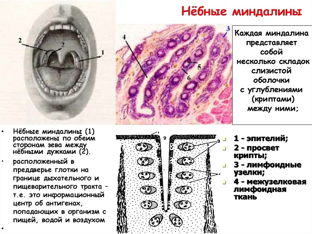 Гланды строение схема миндалины