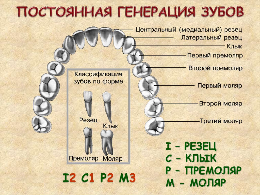 Коренные зубы вторым. Зубы моляры премоляры резцы. Классификация зубов моляры премоляры. Зубы: резцы, клыки, коренные зубы.. Моляры премоляры резцы клыки у человека.