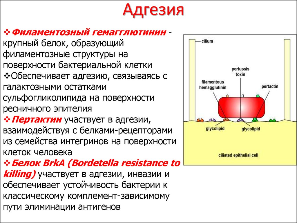 Адгезия краски