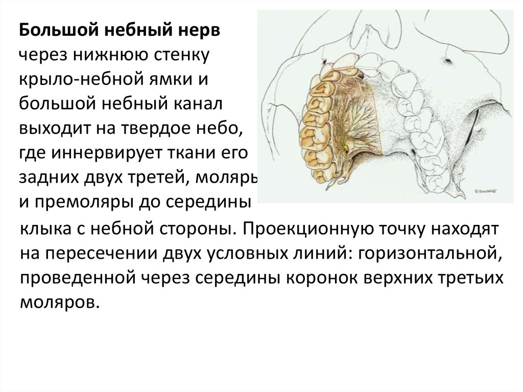 Большой небный канал. Большой небный каналец. Большой и малый небные каналы.