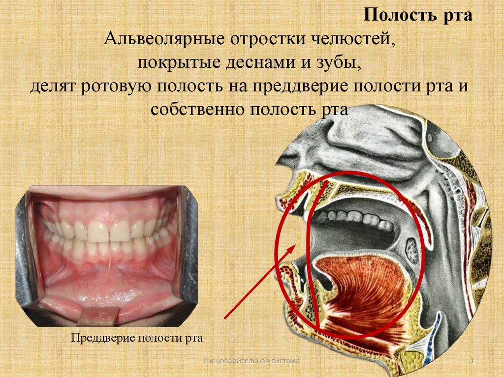 Границы полости рта. Преддверие полости РТП. Предвенрие области рта. Предверие поло си и РИА.