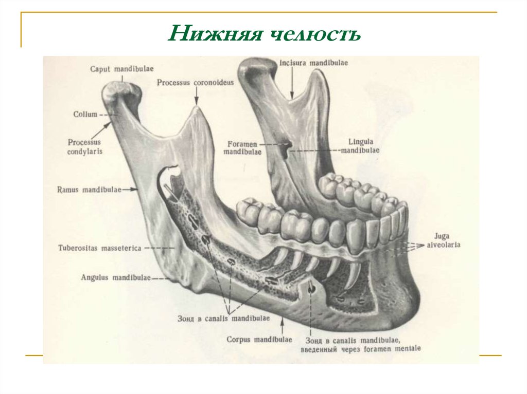 Нижний край нижней челюсти. Нижняя челюсть вид сбоку рисунок. Анатомия нижней челюсти стоматология. Анатомия нижней челюсти человека стоматология.