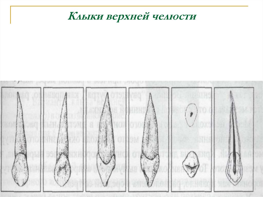 Клык человека рисунок