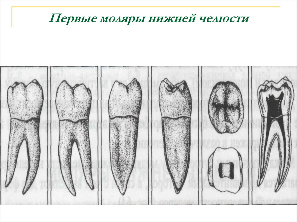 Моляр нижней челюсти. Второй моляр нижней челюсти. Второй моляр нижней челюсти анатомия. Первый моляр нижней челюсти анатомия Бугров.