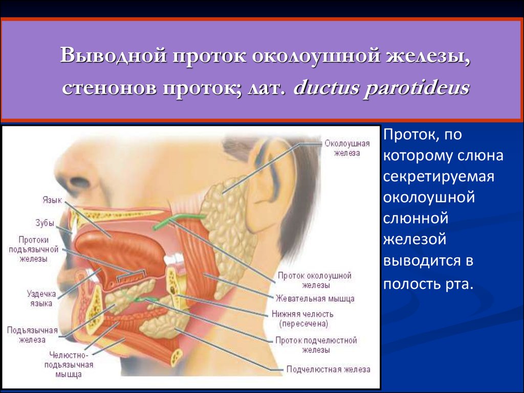 Где находятся слюнные железы у человека схема