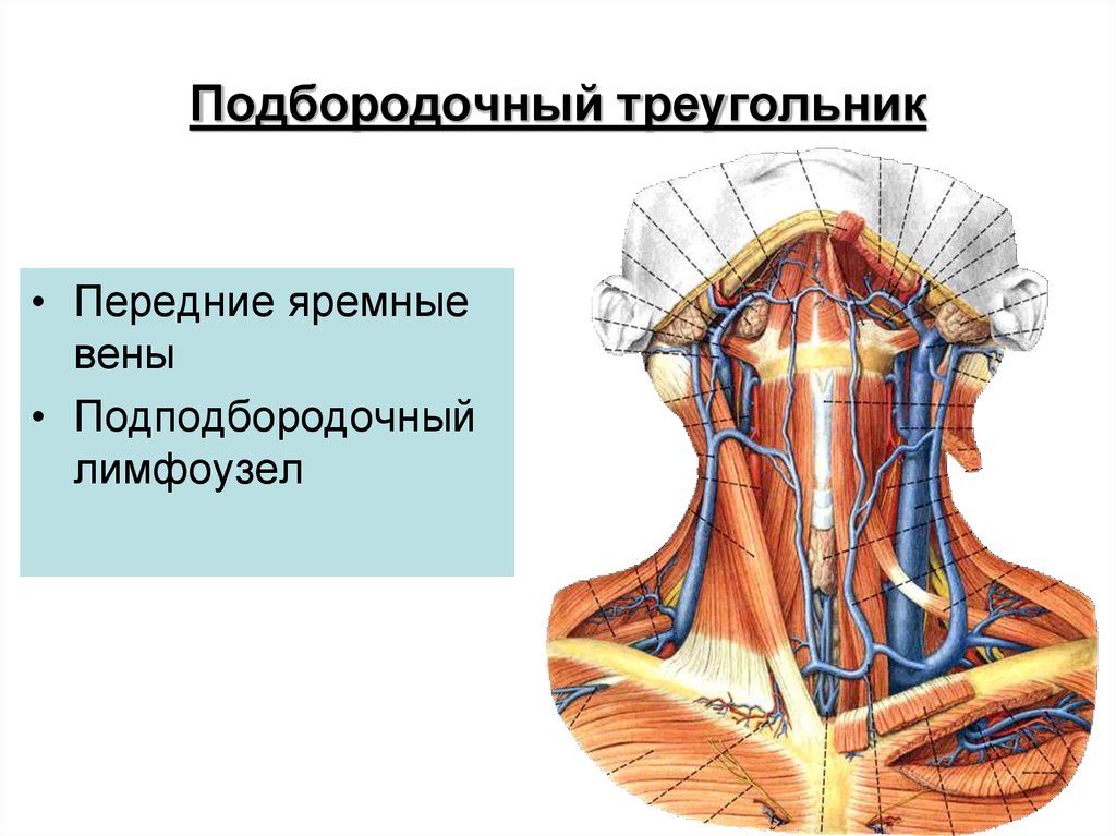 Передняя яремная вена