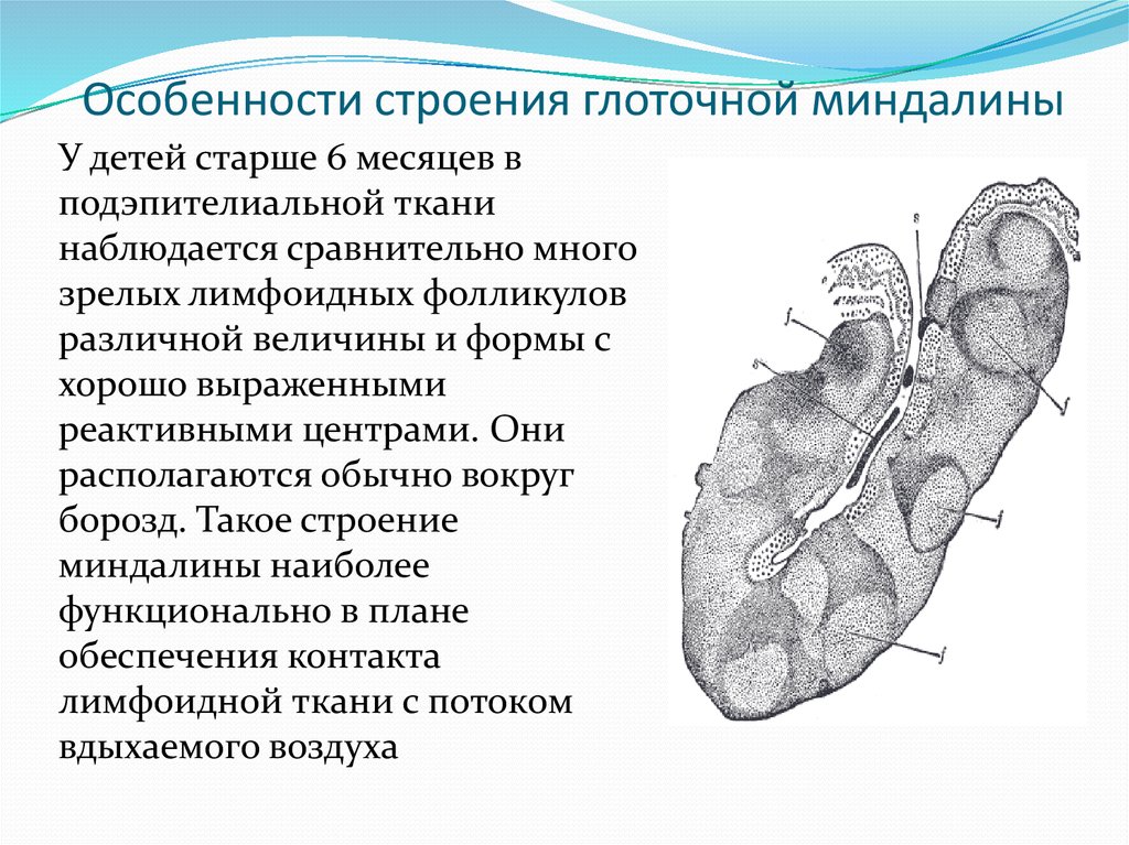 Глоточная миндалина. Строение небной миндалины анатомия. Строение небной миндалины схема. Глоточная миндалина строение. Глоточная миндалина функции.