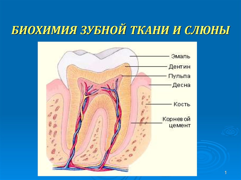 Обмен веществ зуба