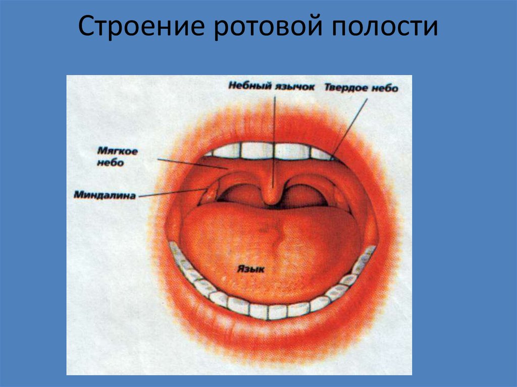 Твердое и мягкое небо. Строение ротовой полости. Нормальная ротовая полость.