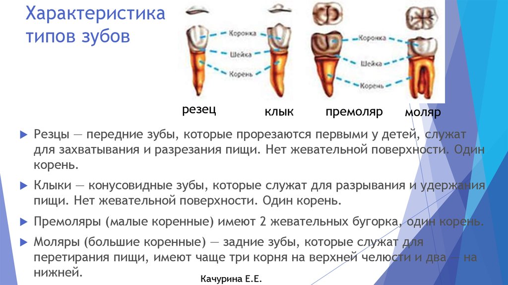 Для получения раздельного изображения корней коренных зубов центральный луч должен иметь направление