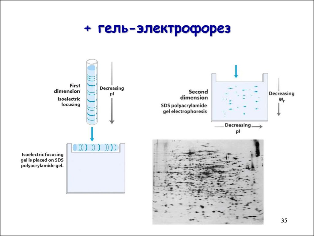 Электрофорез лабораторные. Двумерный гель-электрофорез белков. Двумерный гель-электрофорез принцип метода. Полиакриламидный гель электрофорез. Прибор для электрофореза в полиакриламидном геле.