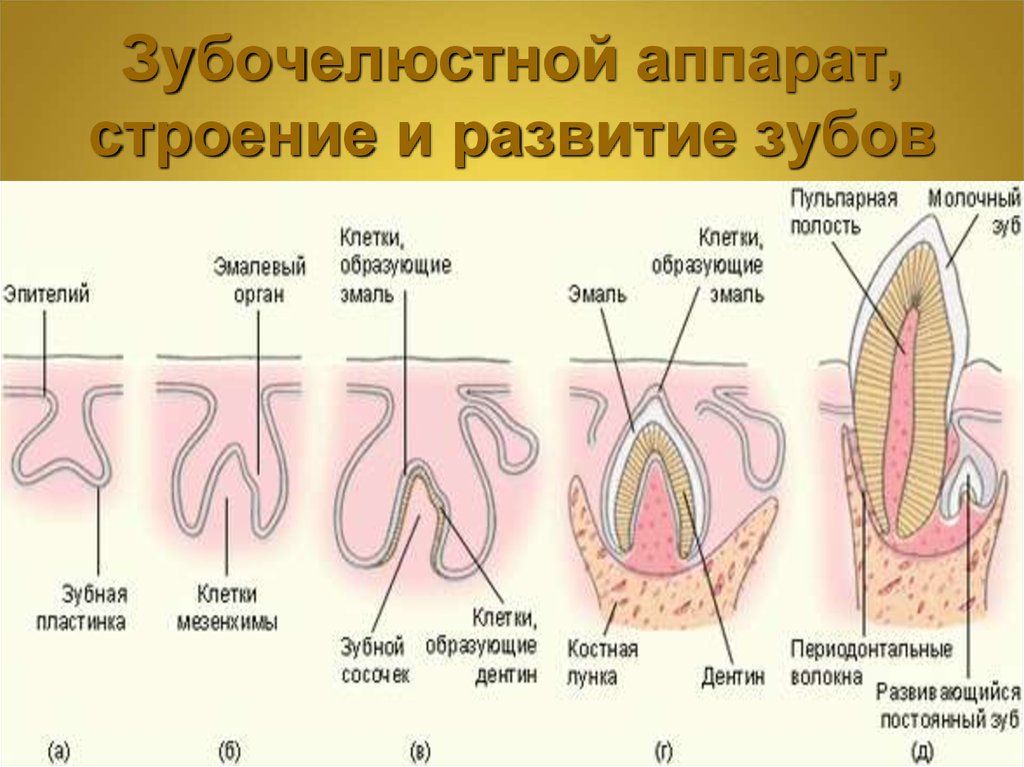 Развитие и строение. Периоды развития зубочелюстной системы. Внутриутробный период развития зубочелюстной системы. Этапы формирования зубов. Строение и развитие зуба.