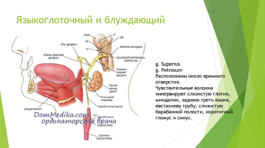 Языкоглоточный блуждающий нерв. 9 Пара языкоглоточный нерв. Языкоглоточный нерв схема. Языкоглоточный нерв чувствительные волокна. Ящыко глоточеый и блуждающий.