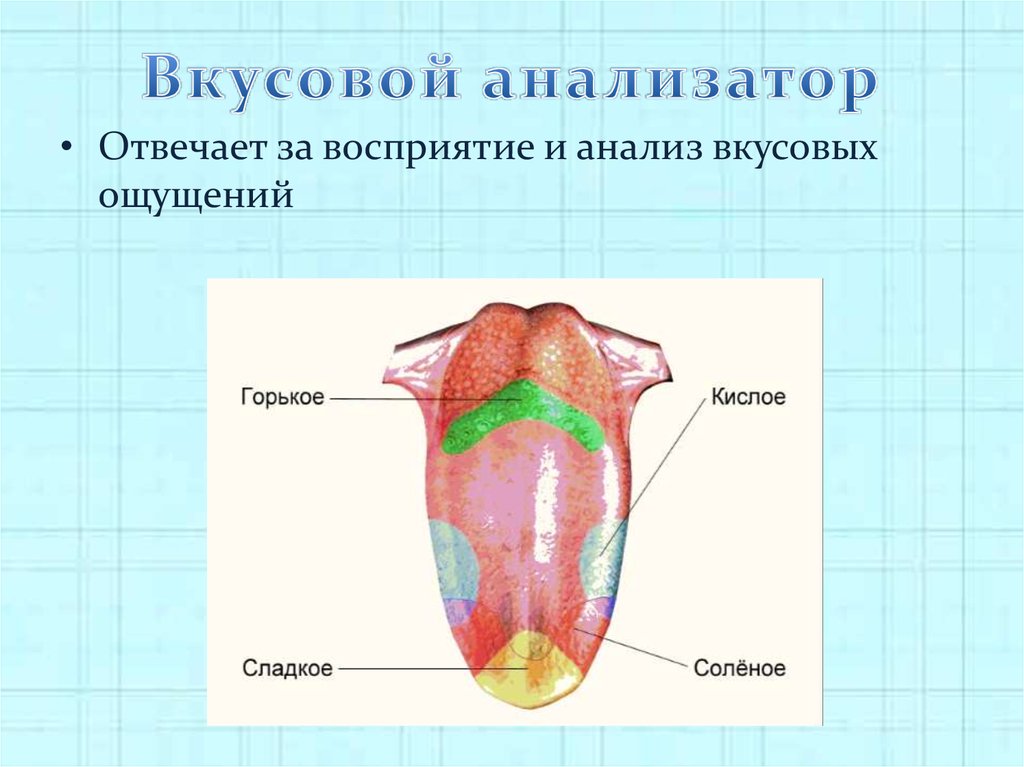 Схема чувствительности языка