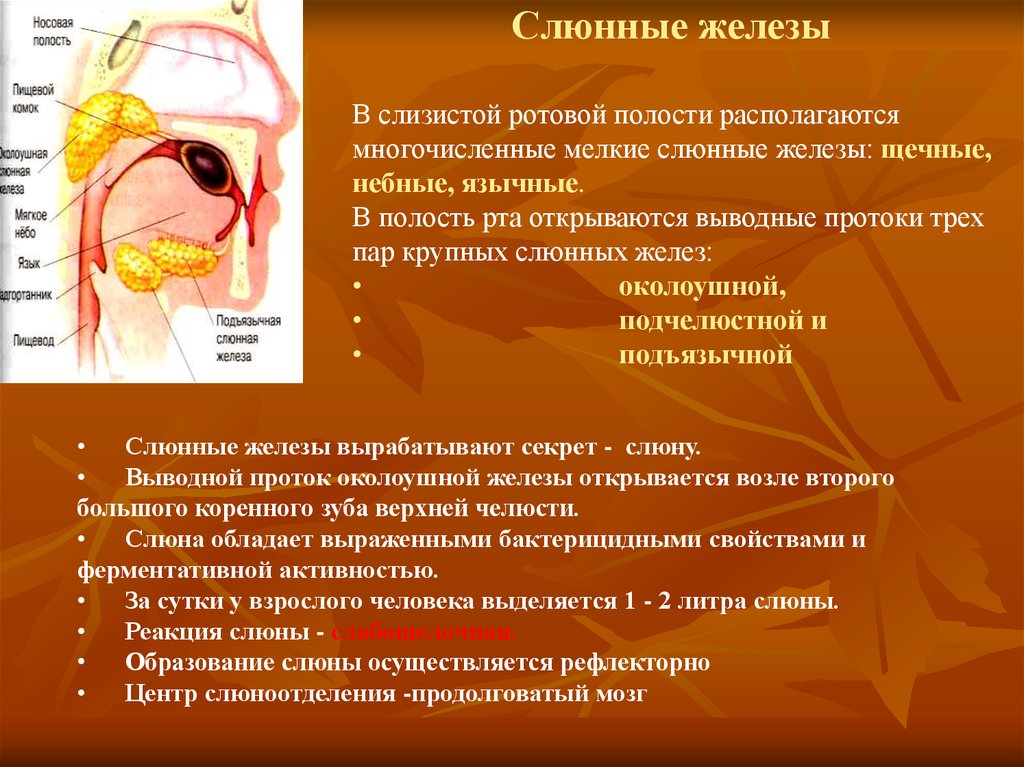 В ротовую полость открываются протоки трех пар. Строение функции желёз полости рта. Строение ротовой полости железы. Слюнные железы полости рта.