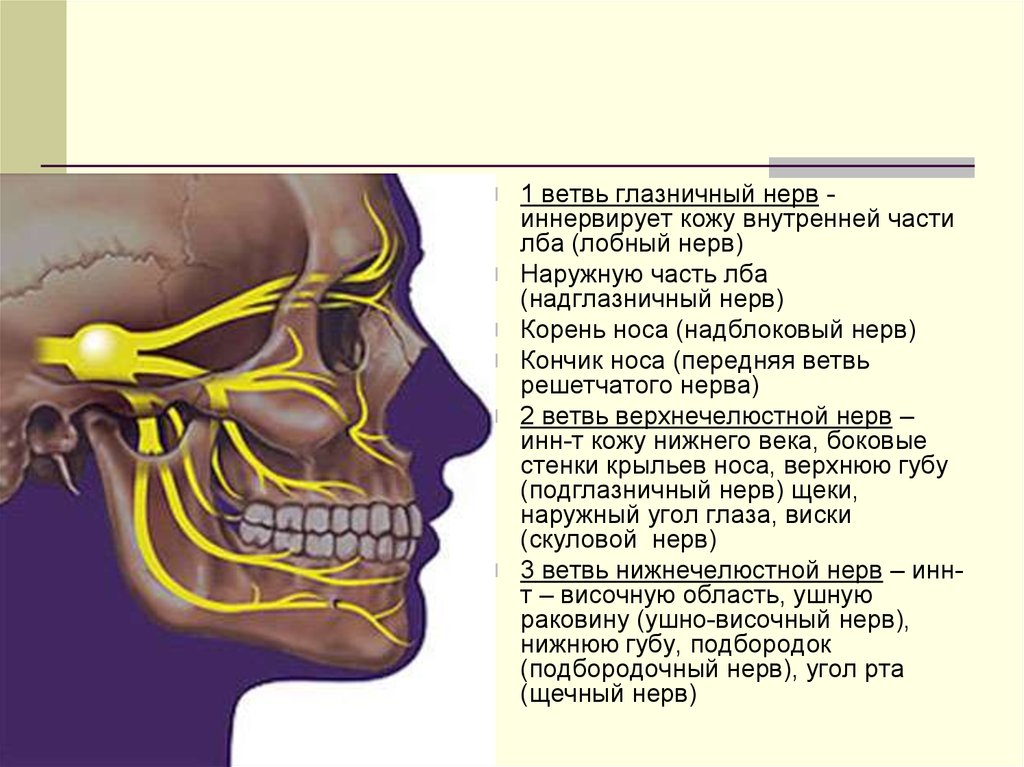 Тройничный нерв иннервирует