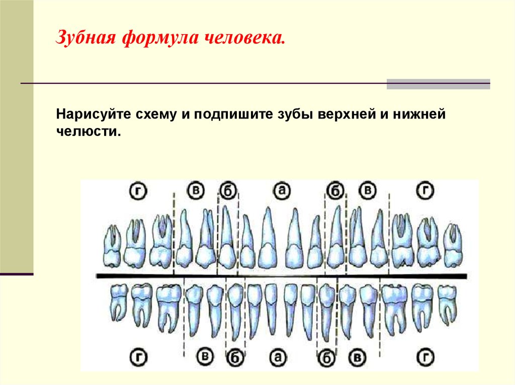 Формула зубов схема