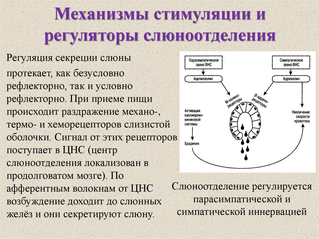 Выделение слюны при виде изображения вкусной пищи это