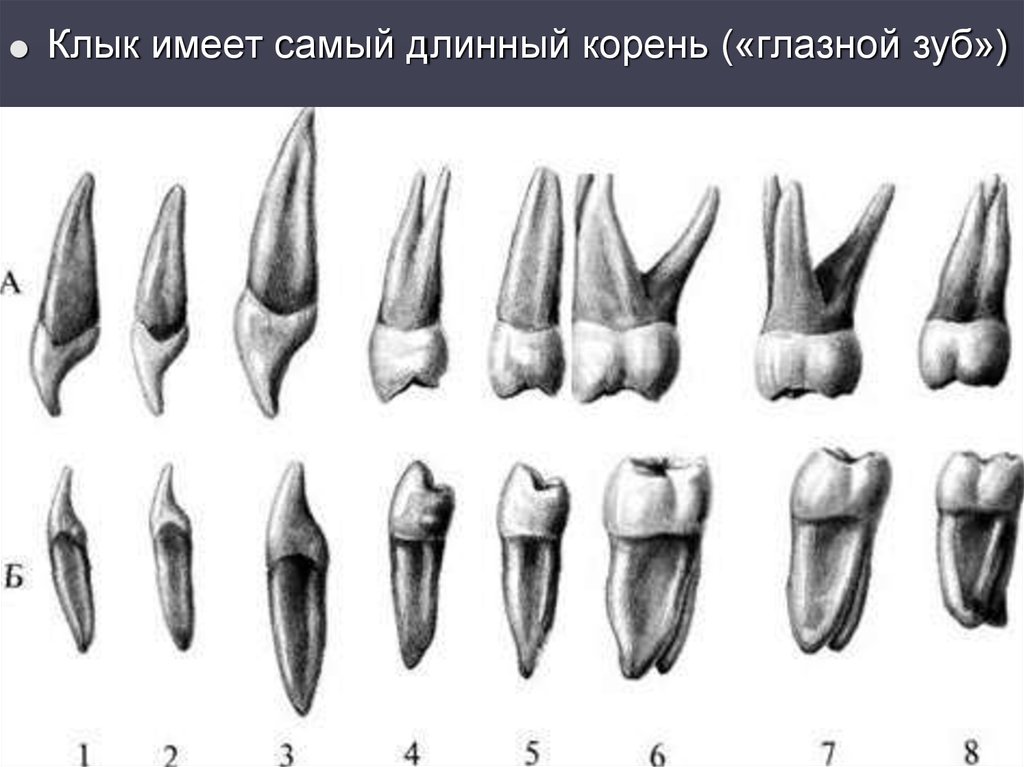 Клыки поверхность зуба. Верхний медиальный резец анатомия. Медиальный резец верхней челюсти. Анатомия зубов верхней челюсти человека.