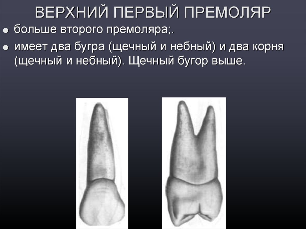 Первый верхний 2. Премоляр верхней челюсти анатомия. Второй верхний премоляр анатомия. 2 Премоляр верхней челюсти.