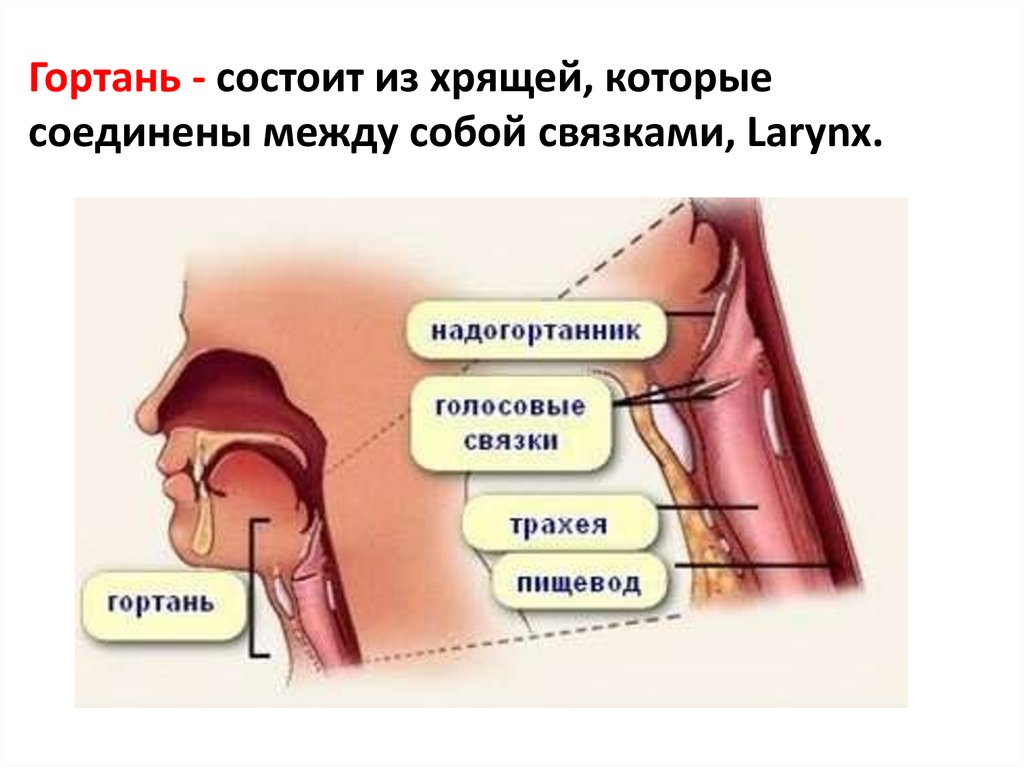 Где расположены голосовые связки. Расположение голосовых связок. Воспаление гортани и трахеи. Трахея и голосовые связки.