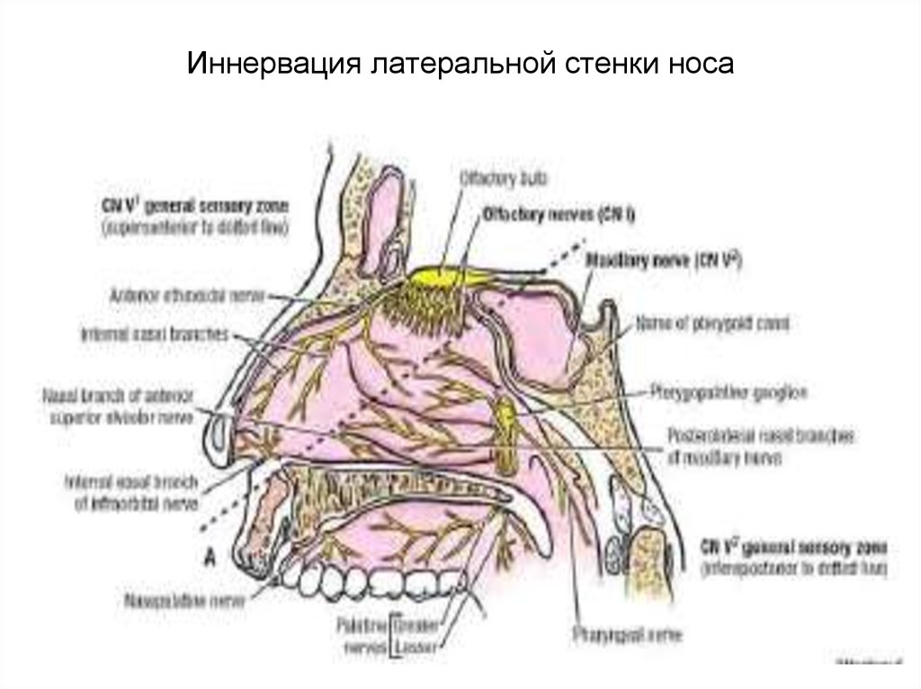 Иннервация неба. Иннервация слизистой оболочки носа. Иннервация полости носа схема. Иннервация слизистой оболочки носовой полости. Кровоснабжение носовой полости.