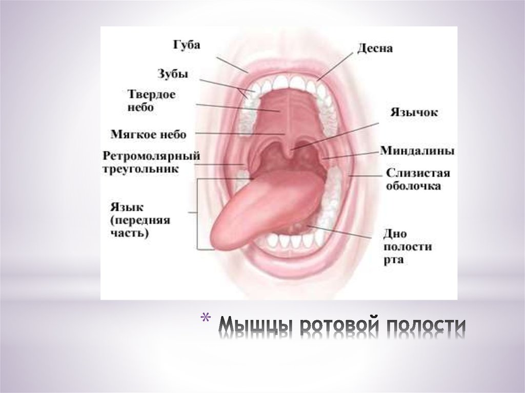 Небо мягкое и твердое схема