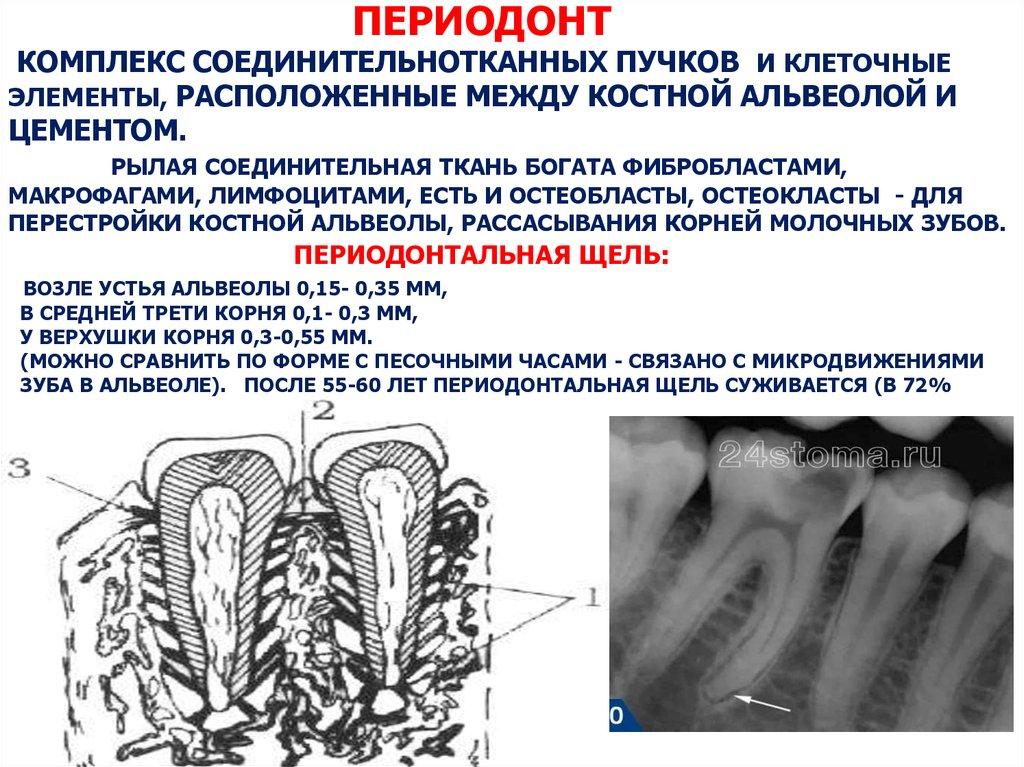 Строение пародонта. Строение периодонта гистология. Анатомия\ гистология функции периодонта. Строение периодонта зуба волокна. Периодонтальная щель волокна.