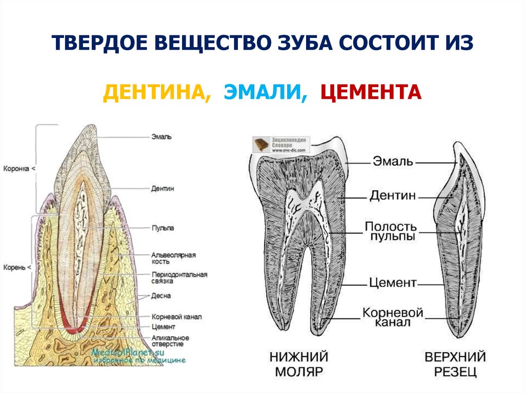 Состоит из твердой. Строение зуба предентин. Строение зуба эмаль дентин. Строение зуба эмаль дентин цемент. Из чего состоит твердое вещество зуба.