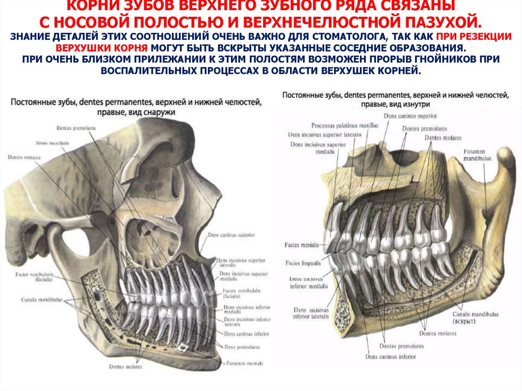 Схема контрфорсов анатомия