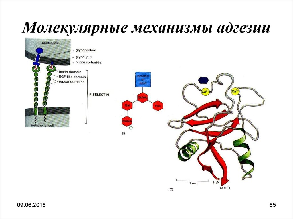 Адгезия в медицине