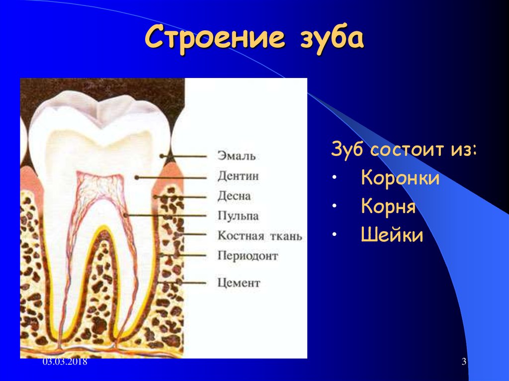 Какую функцию выполняет шейка зуба. Строение зуба. Строение твердых тканей зуба. Структура зуба.