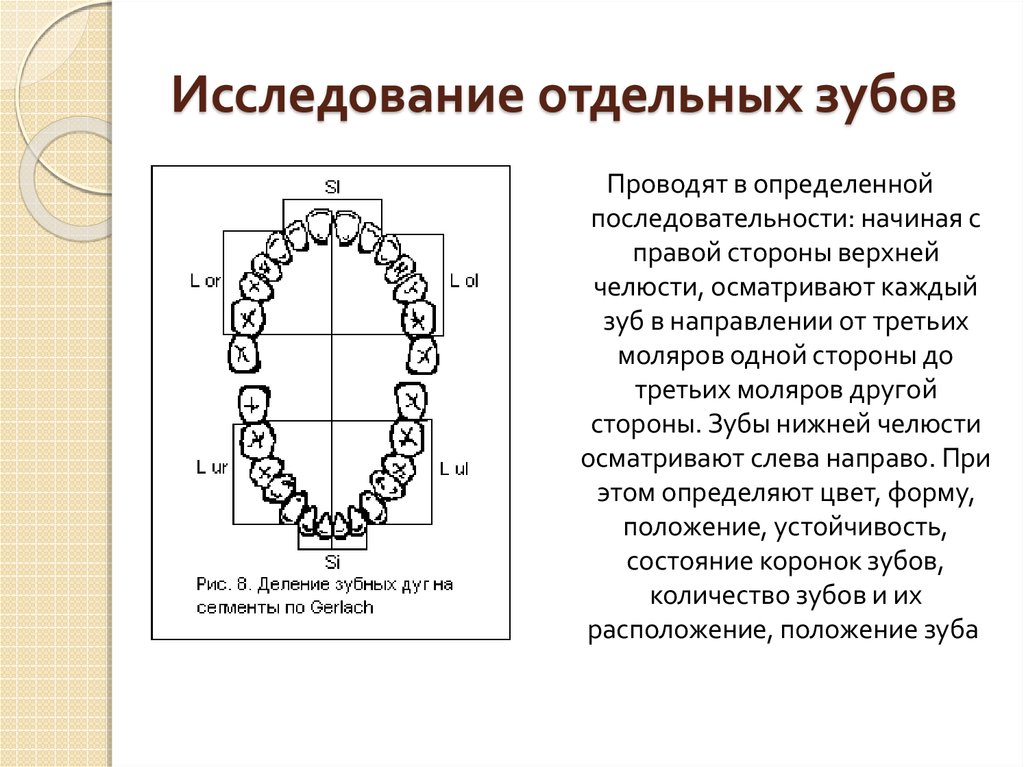 24 и 25 зуб на схеме