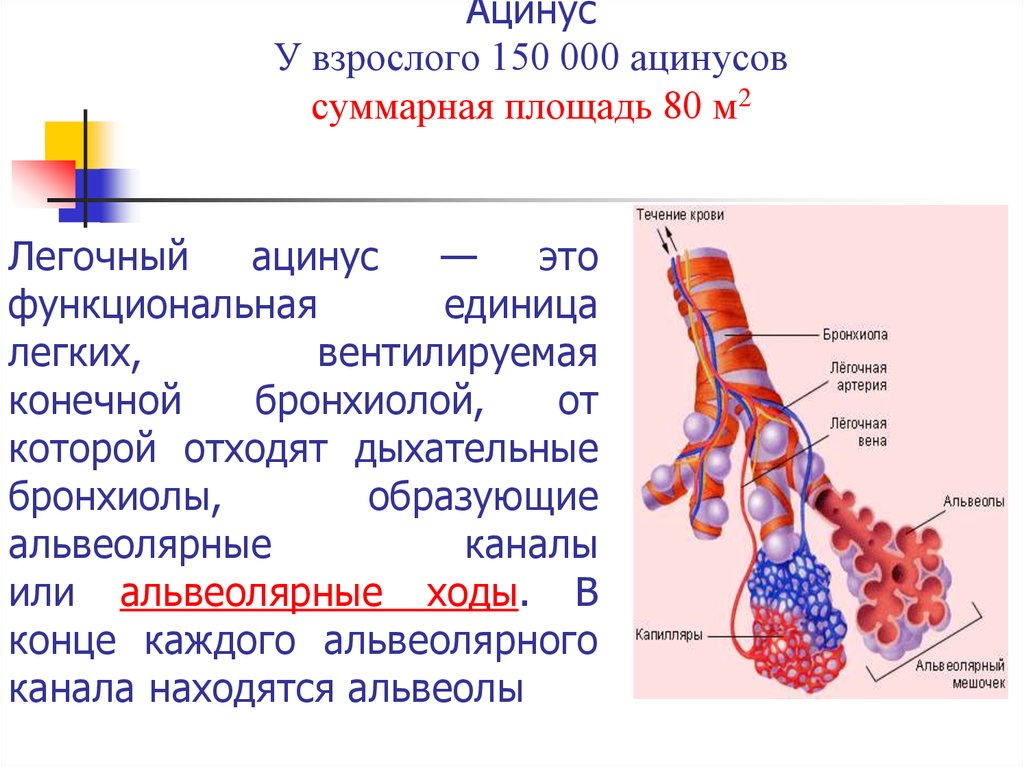 Единица легкого