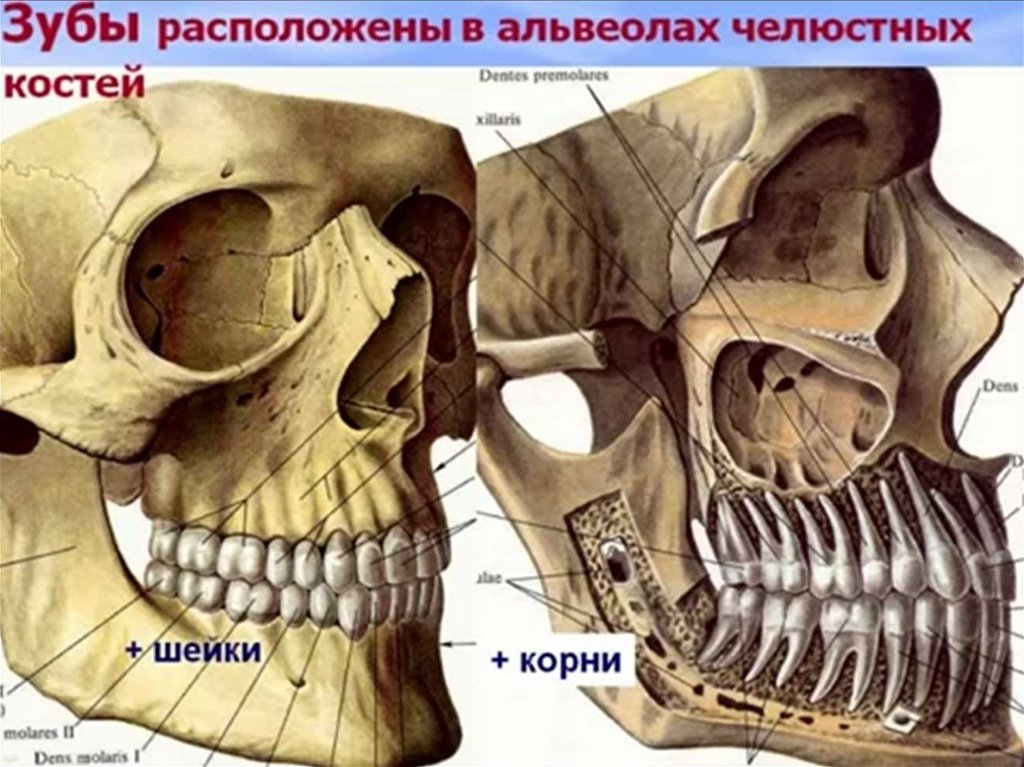 Зубы это кости или орган