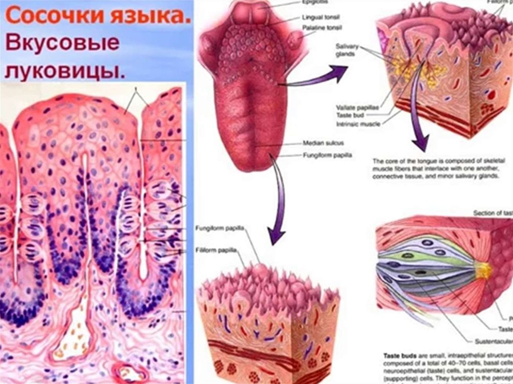 Пищеварительная система цитоплазма ротовая полость вкусовая почка. Вкусовой анализатор гистология. Строение вкусовой луковицы гистология. Вкусовые сосочки гистология. Строение вкусовых сосочков гистология.