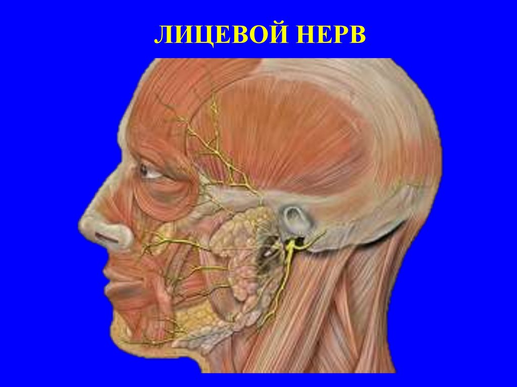 Правый лицевой нерв. Неврит лицевого нерва анатомия. Тройничный лицевой нерв. Челюстно лицевые нервы анатомия.