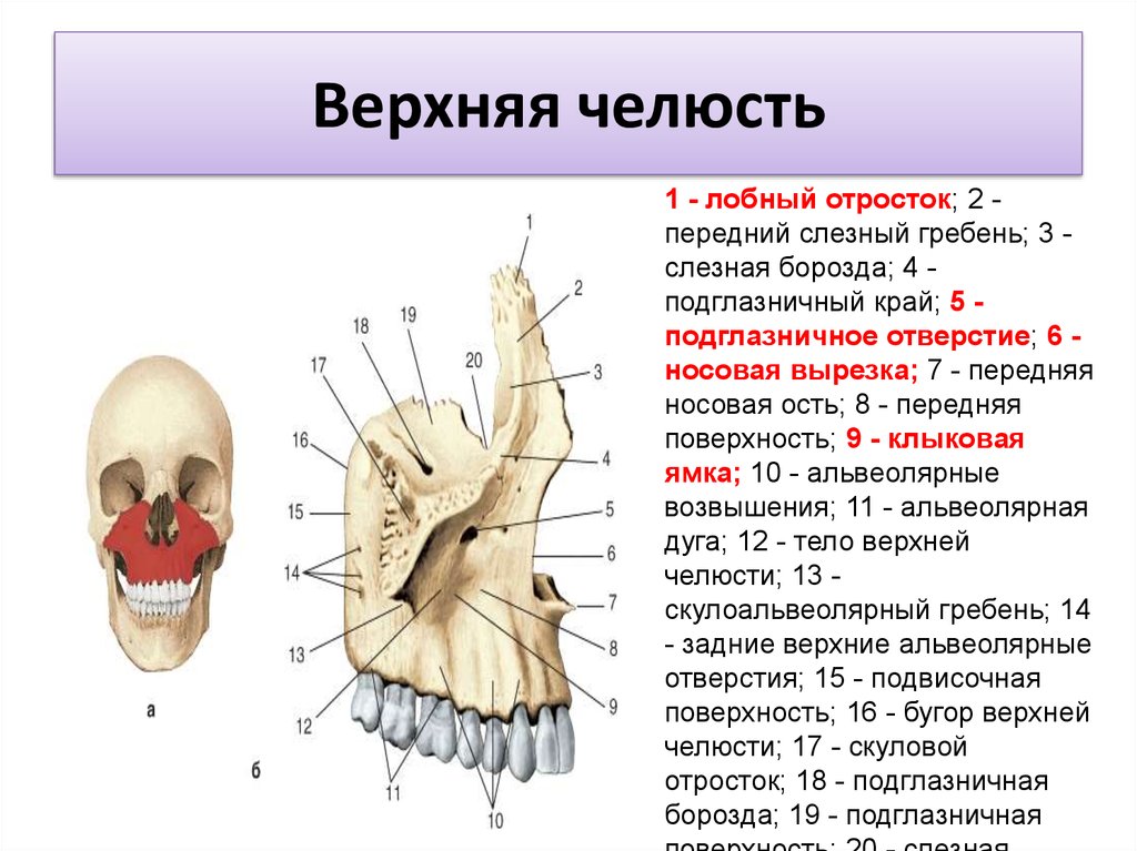 Верхняя челюсть рисунок анатомия