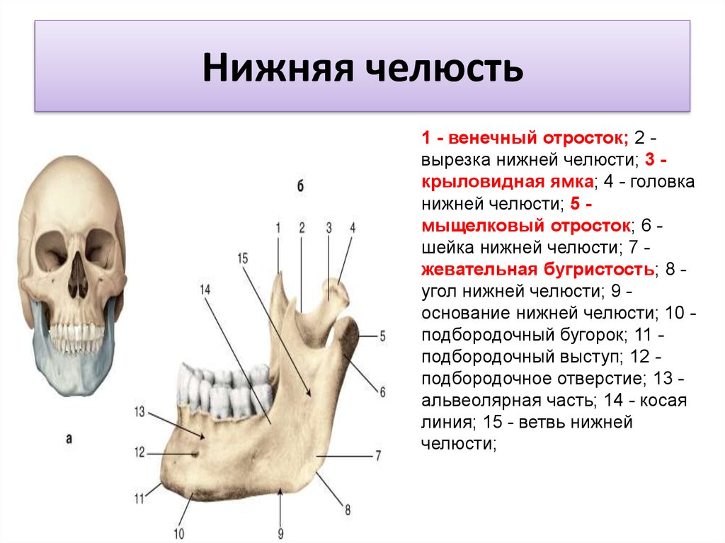 Отдел скелета челюсти. Нижняя челюсть кость черепа анатомия. Строение отростка нижней челюсти. Крыловидная ямка мыщелкового отростка нижней челюсти. Нижняя челюсть анатомия жевательная бугристость.