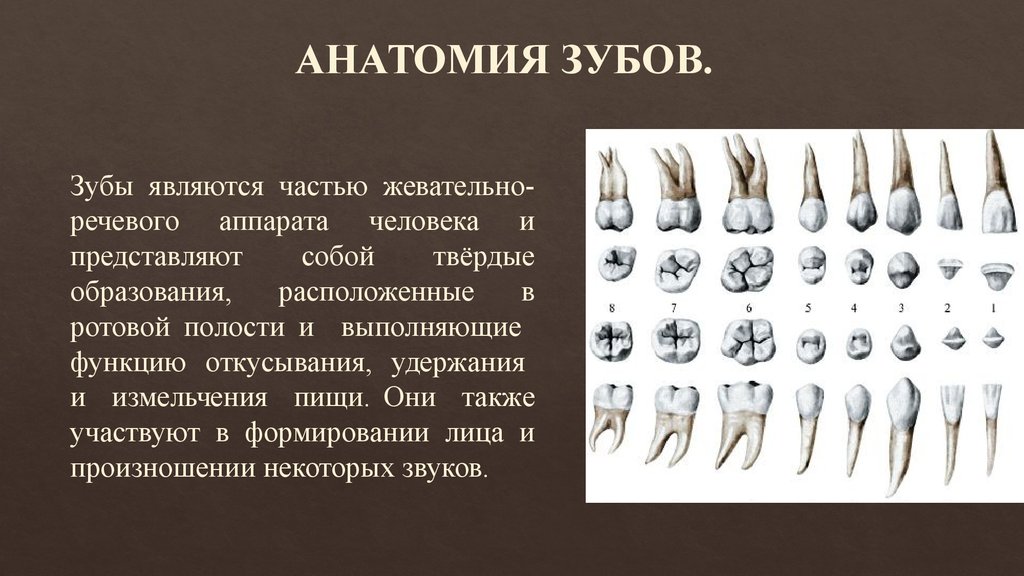 Как называются корни зубов. Анатомия зубов. Группы зубов человека. Анатомия постоянных зубов.