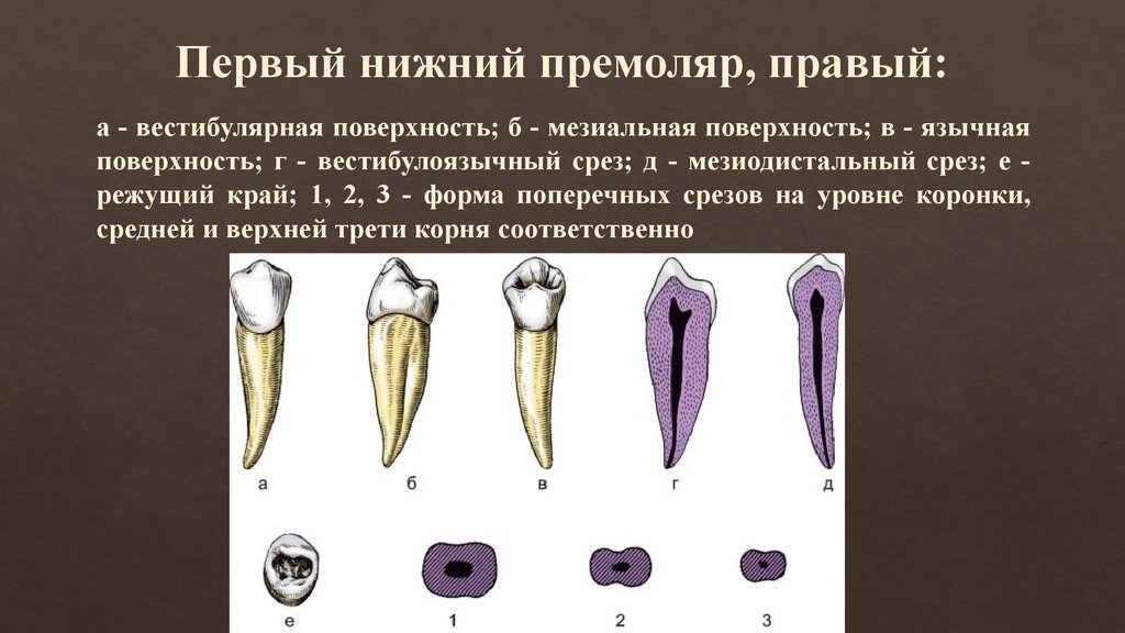 Малые коренные зубы функции